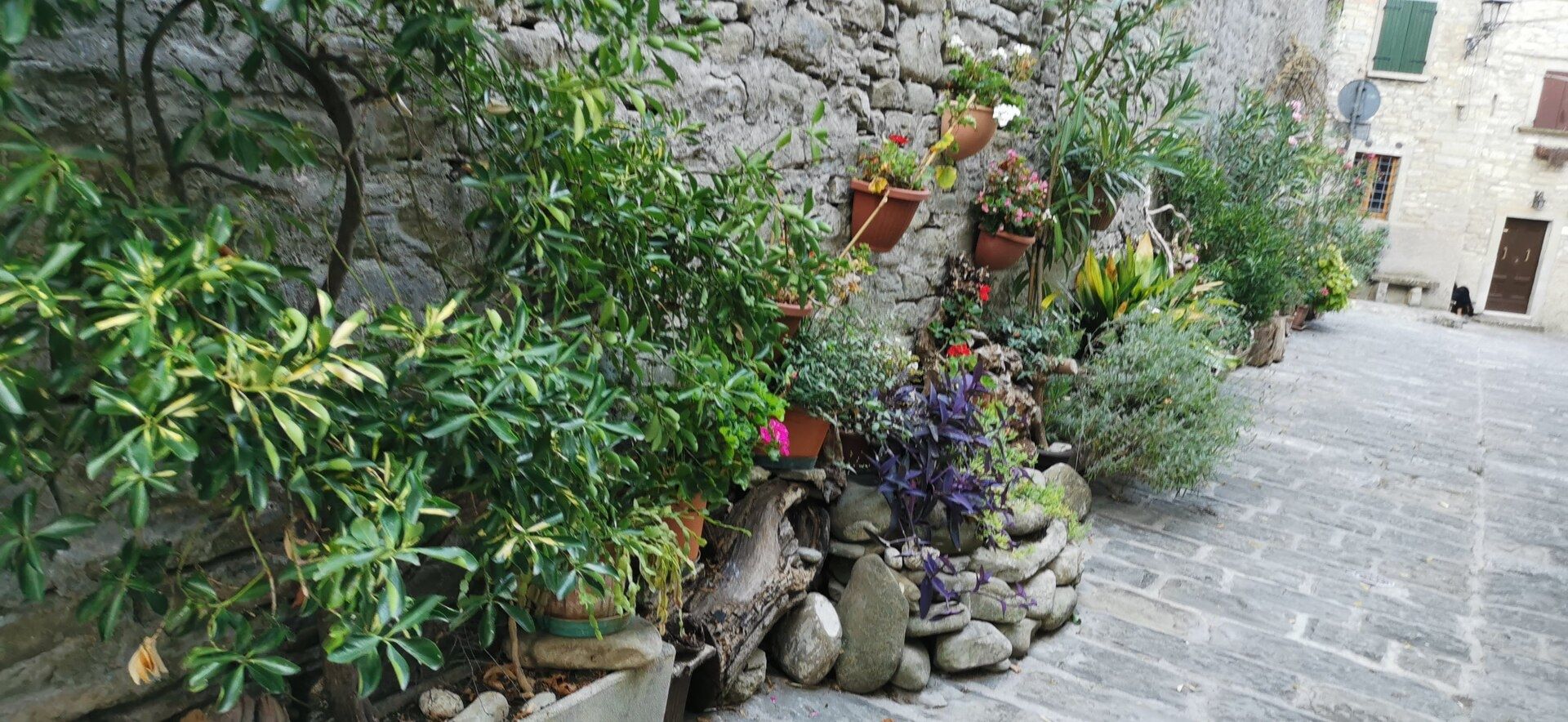 piante perenni da potare in autunno