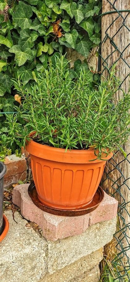 Potatura autunnale delle perenni aromatiche: lavanda, salvia ed erbe da giardino 2 Potatura autunnale delle perenni aromatiche: Potatura autunnale delle aromatiche: Rosmarino