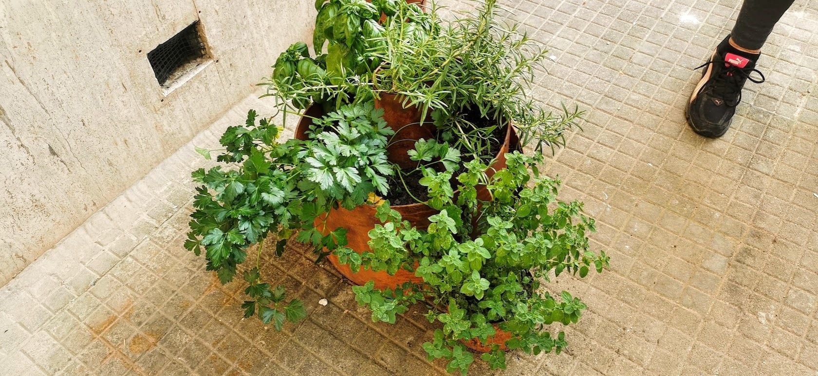 Potatura autunnale di lavanda e salvia in giardino