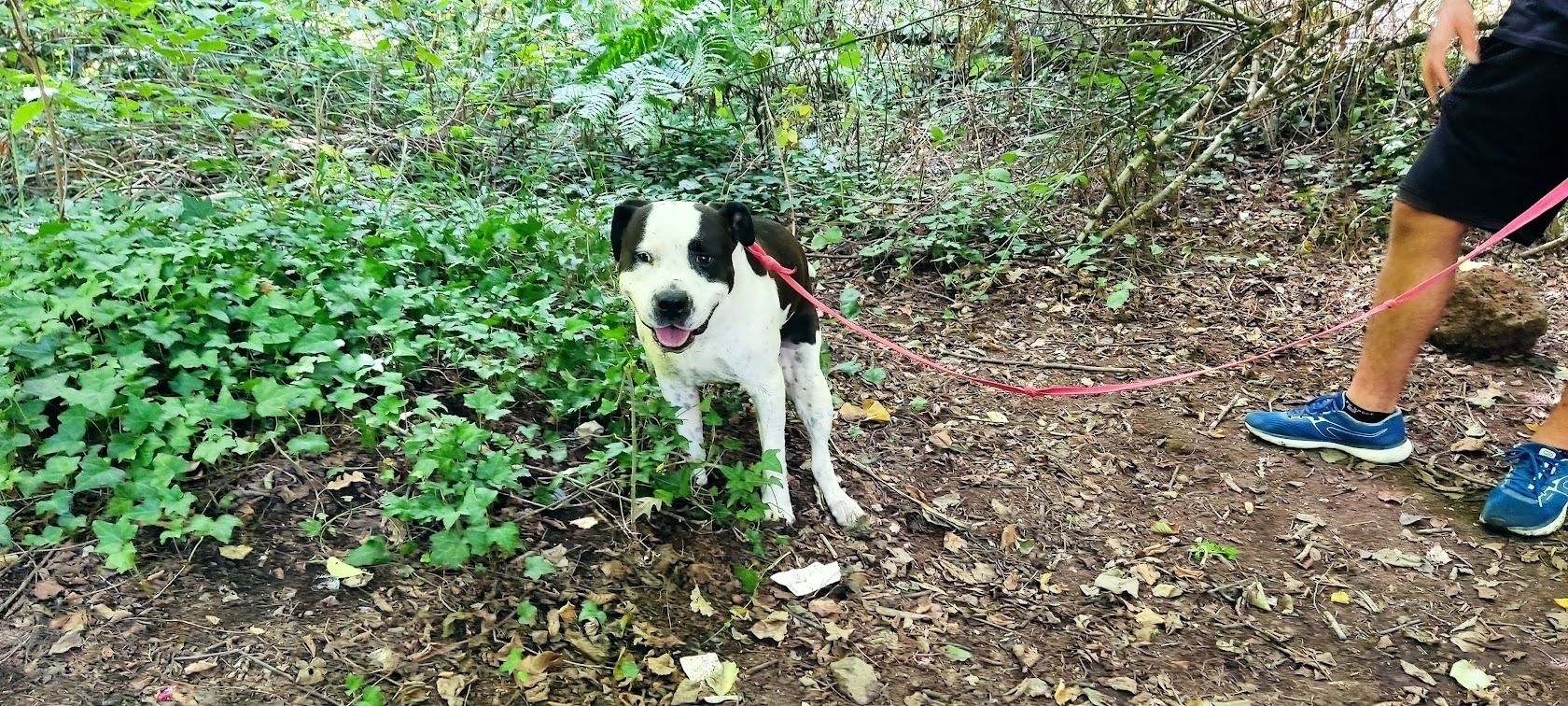Spazzola delicata per toelettatura e cane con pelo lucido e pettinato utile per guida facile per togliere zecche dal cane in modo efficace