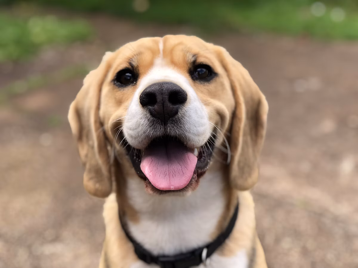 Come riconoscere una zecca sul cane