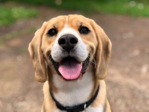 Regole fondamentali per togliere le zecche dal cane 9 Come riconoscere una zecca sul cane