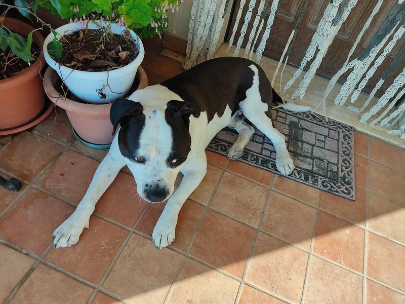 Togliere Le Zecche dal Cane: 7 Passaggi Sicuri e Veloci: Come prevenire le zecche nel cane