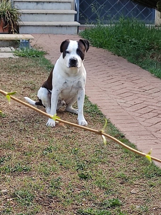 Togliere Le Zecche dal Cane: 7 Passaggi Sicuri e Veloci