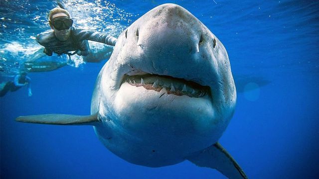 Deep Blue Great White Shark