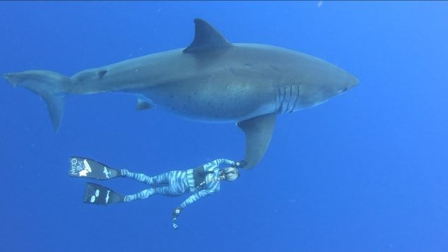 Swimming with Deep Blue the great white shark