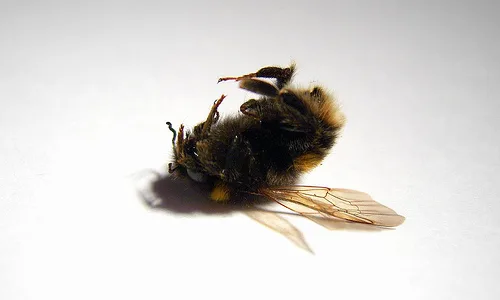 dead-bee