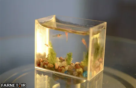 world's smallest aquarium (3)