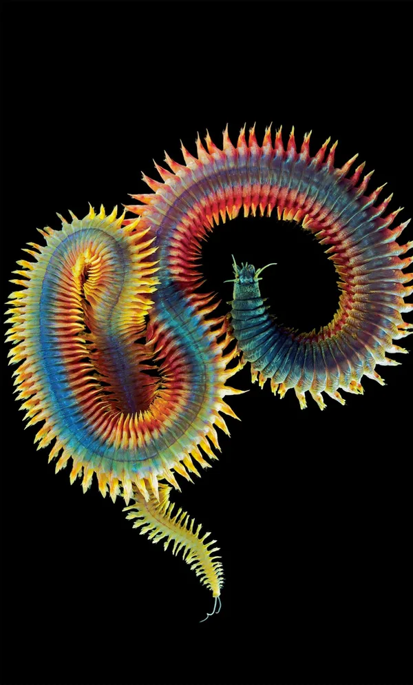 Segmentation, a distinguishing feature of the annelids is clearly visible here