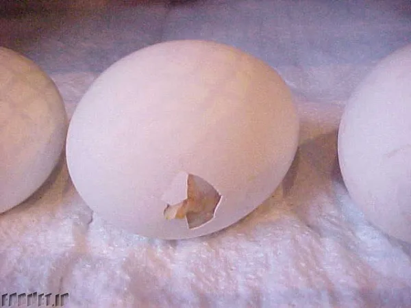 Egg To Chicken (20)