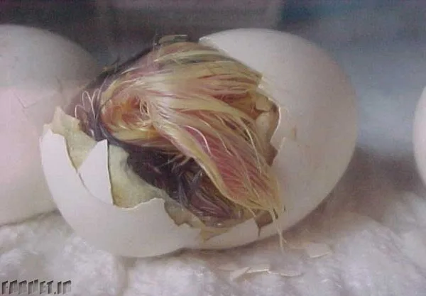Egg To Chicken (25)