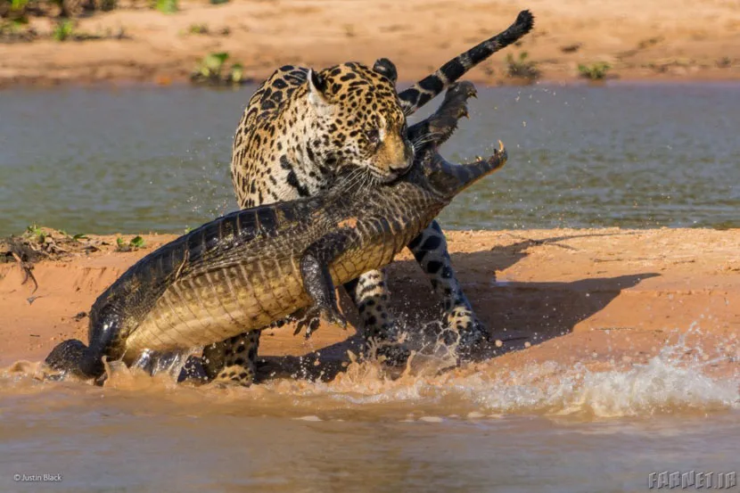 Finalists Of The 2014 Wildlife Photographer Of The Year Competition (12)