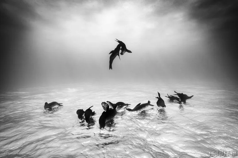 Finalists Of The 2014 Wildlife Photographer Of The Year Competition (3)