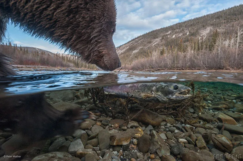 Finalists Of The 2014 Wildlife Photographer Of The Year Competition (41)