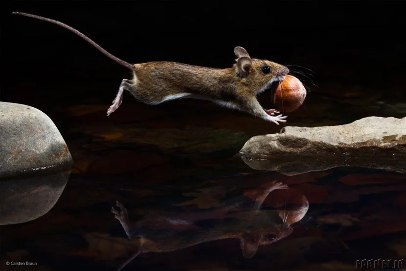 Finalists Of The 2014 Wildlife Photographer Of The Year Competition (6)