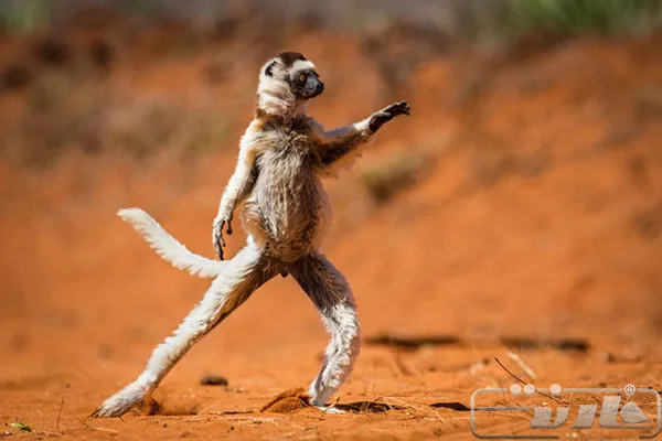winning-photos-from-this-years-comedy-wildlife-photography-awards-04