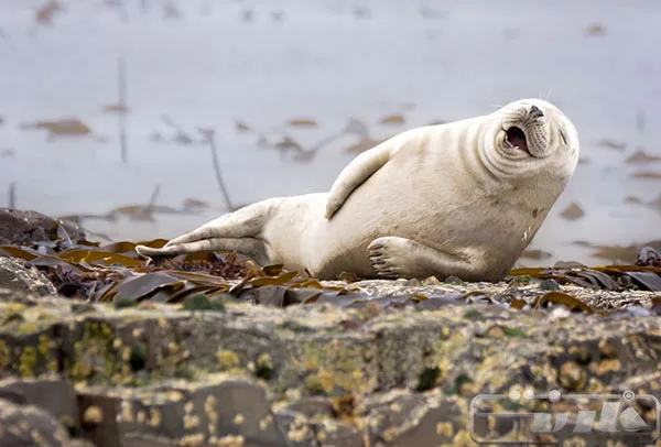 winning-photos-from-this-years-comedy-wildlife-photography-awards-07