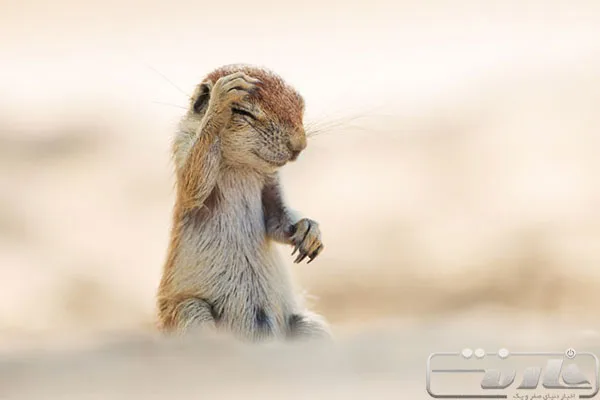 winning-photos-from-this-years-comedy-wildlife-photography-awards-11