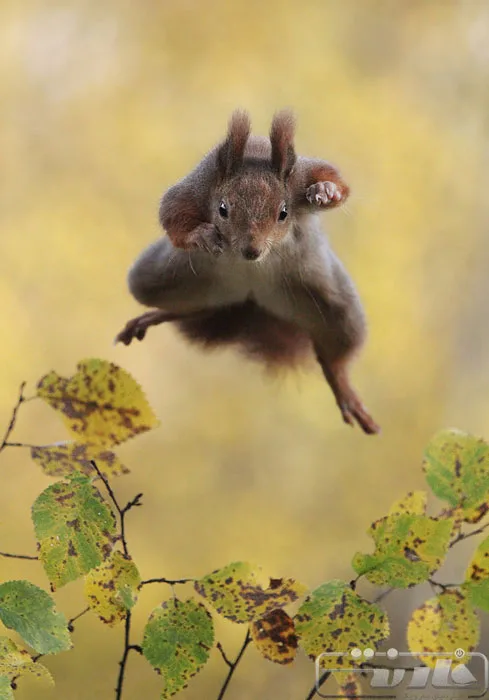 winning-photos-from-this-years-comedy-wildlife-photography-awards-12