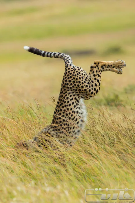winning-photos-from-this-years-comedy-wildlife-photography-awards-13