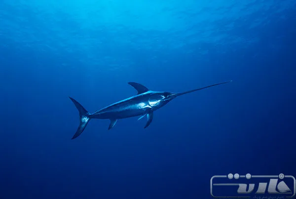 سریع‌ترین ماهی‌های دنیا