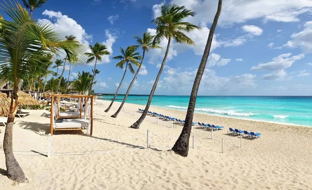 palm trees on the beach