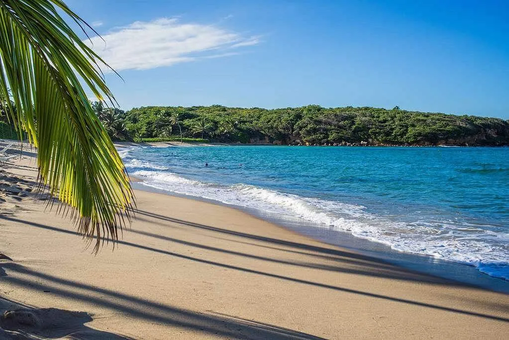 clean beach with palm tree