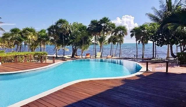 palm trees around circular resort pool