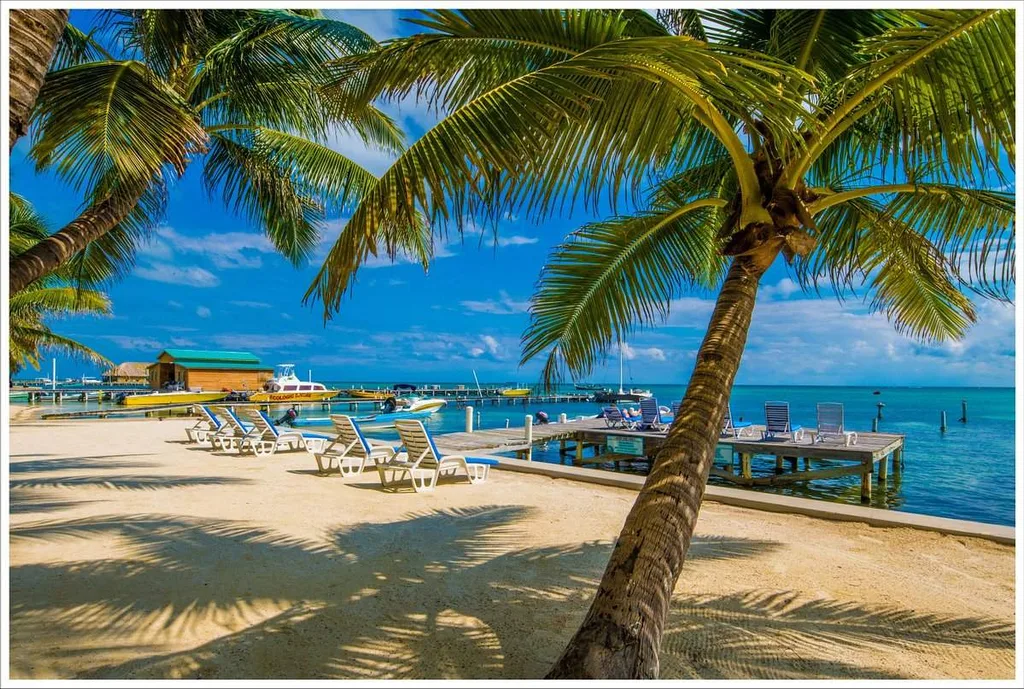 palm trees on a beach