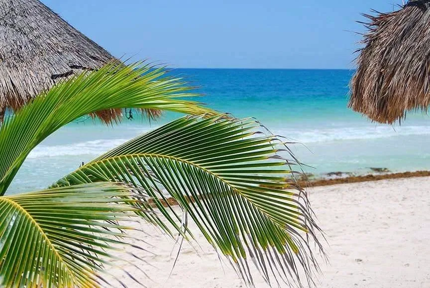 palm tree on deserted beach
