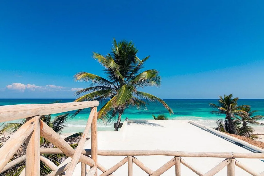 single palm tree on beach