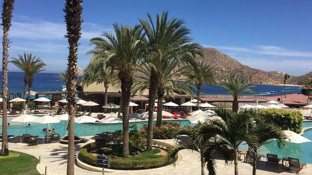 palm trees around pool