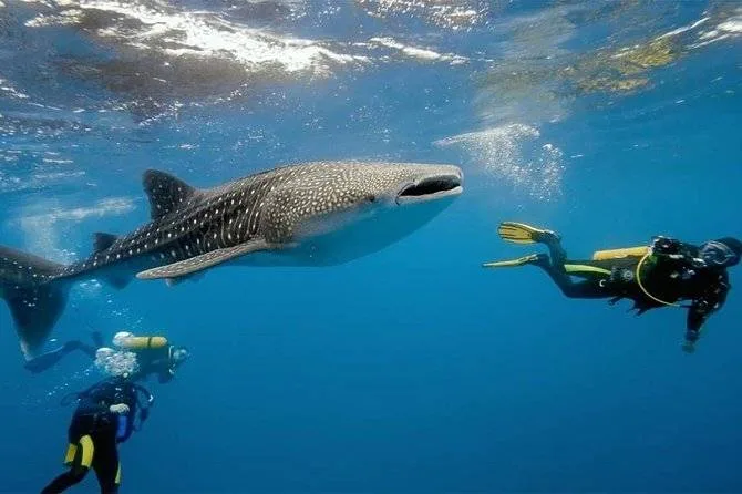 2 divers swimming with whale