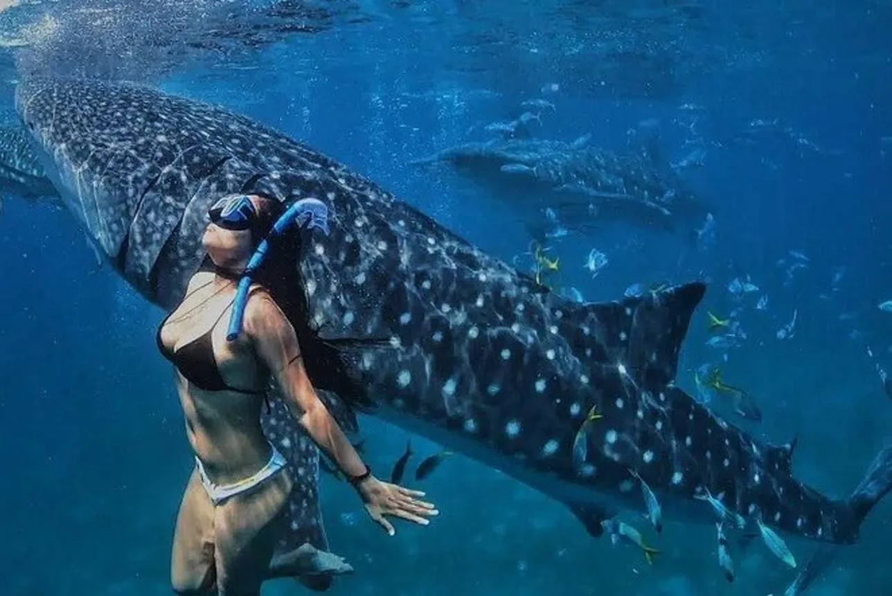 woman swimming with whale