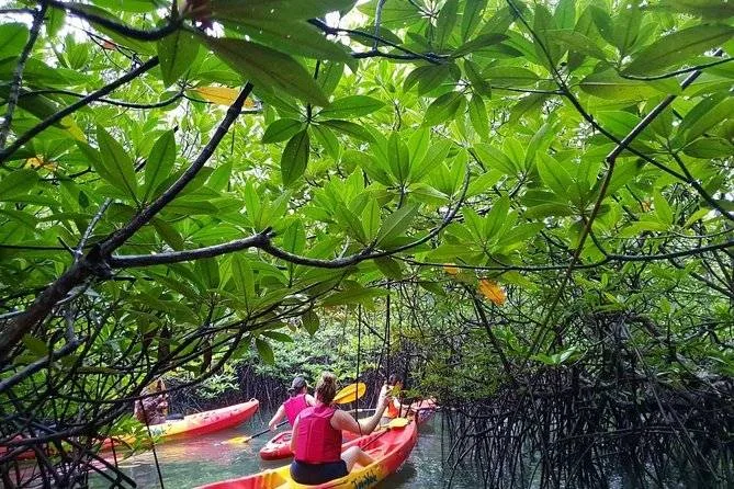 people in canoe on river in jungle