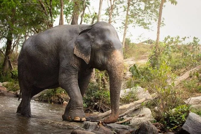 elephant in jungle