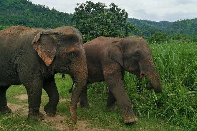 2 elephants walking in field