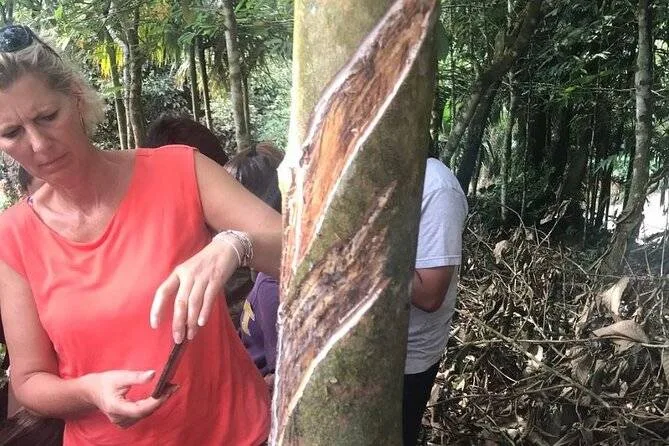 woman taking picture of tree