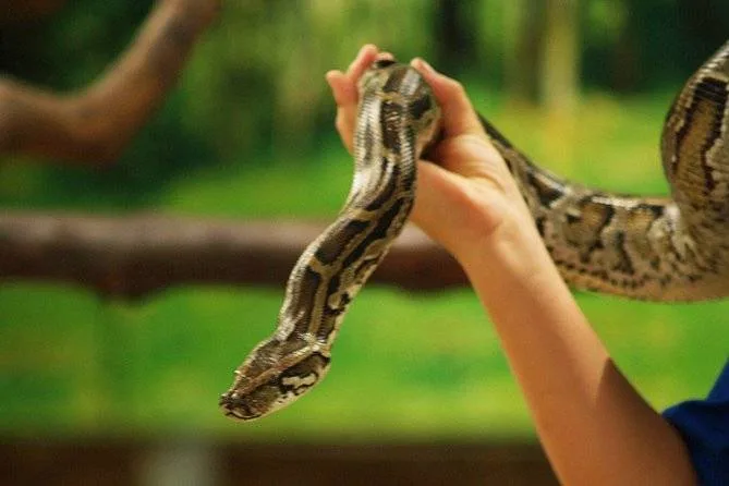 person holding snake