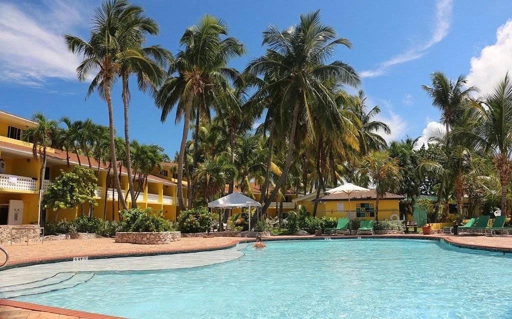 irregular shaped resort pool surrounded by palm trees