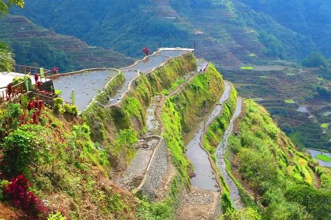 rice terraces