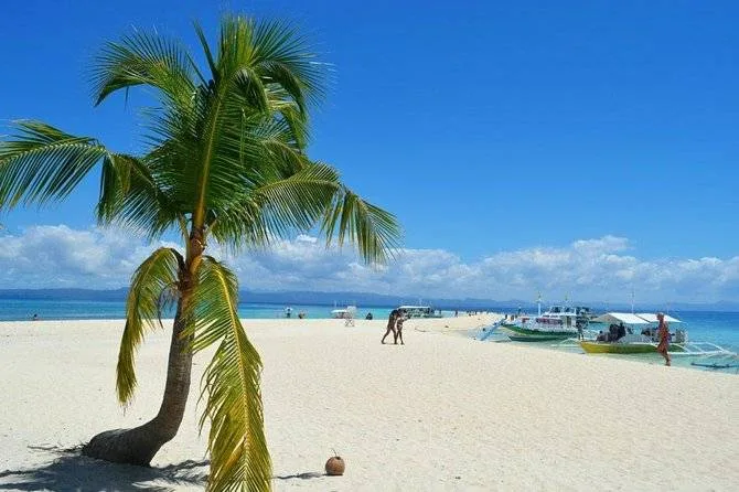 single plam tree on white sand beach