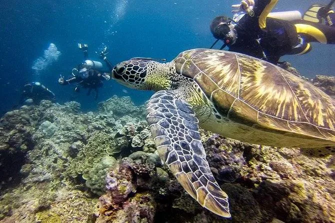 giant sea turtle swimming