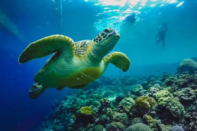 sea turtle swimming with 2 divers
