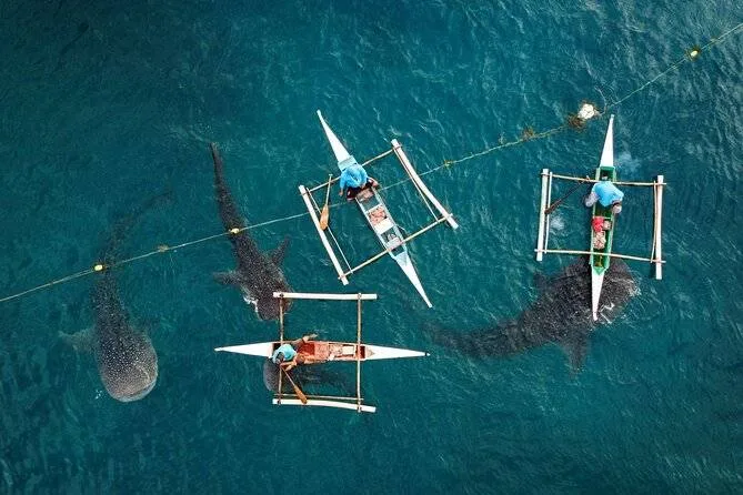 3 whale sharks swimming under 3 canoes