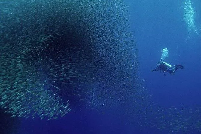 scuba diver swimming with school of fish