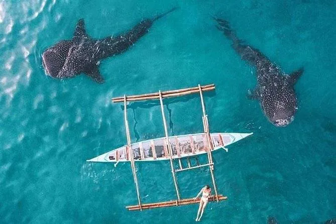 2 whale sharks swimming under boat