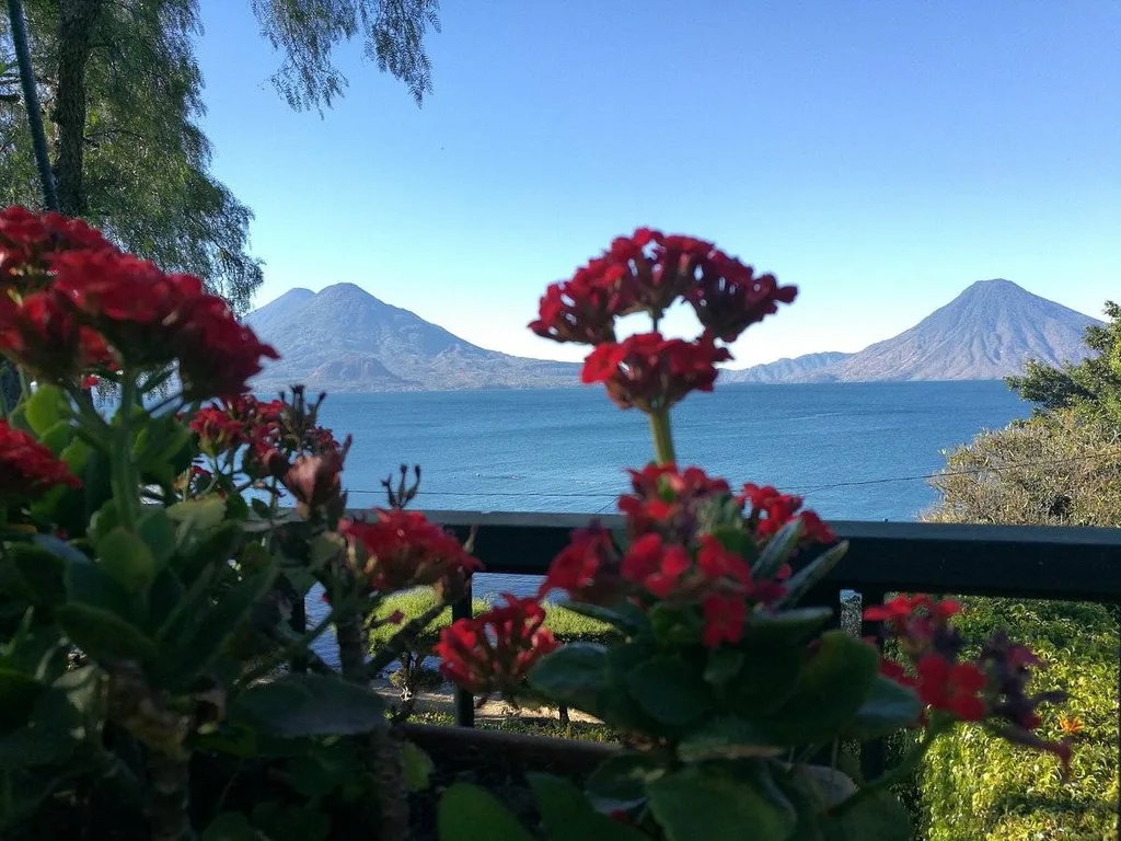 red flowers in foreground mountains in background