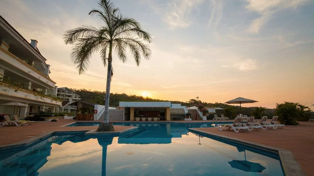 solo palm tree next to resort pool