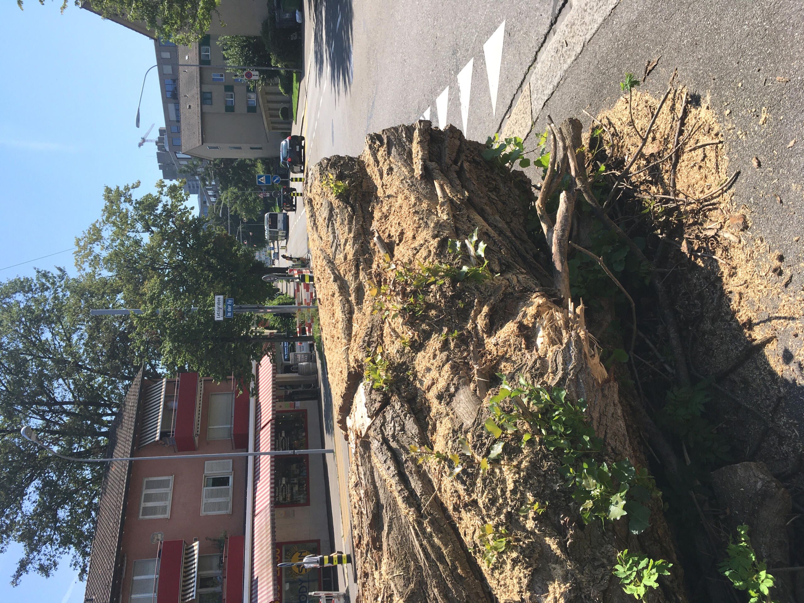 Baumstamm neben Strasse